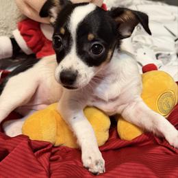 Annie CKC - Black and white female Chihuahua puppy in Amity, Pennsylvania from Rhoda and Verna