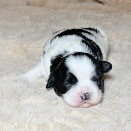 Charlie - Black and white male Shih Tzu puppy in Phoenix, Arizona from Spoiled ShihTzu LLC