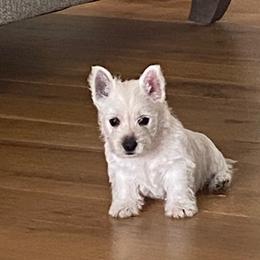 West Highland White Terrier Puppies from Ravens Nest Westies