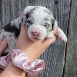 Blue Merle Female #2 - Aussiedoodle puppy in Orland, California from Shockley’s Elite Doodles