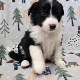 Girl - Black and white female Border Collie puppy in Pennsylvania from Winter Creek Border Collies