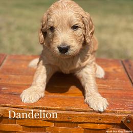 Dandelion - Goldendoodle puppy in Lancaster, Minnesota from North Star Dog Training