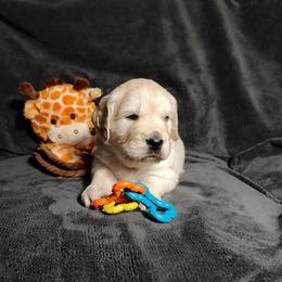 August - Light golden male Golden Retriever puppy in Seymour, Missouri from High Road Golden Retrievers
