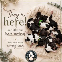 Coming Soon - Parti female Poodle puppy in Spring Hills, Florida from The Olympus Standard Poodle