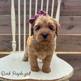 Dark purple girl - Apricot female Australian Labradoodle puppy in Chelsea, Michigan from Michigan Labradoodles
