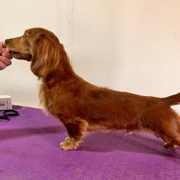 Red - Dachshund