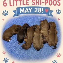 Chihuahua, Goldendoodle, and Shihpoo Puppies from That’s My Puppy