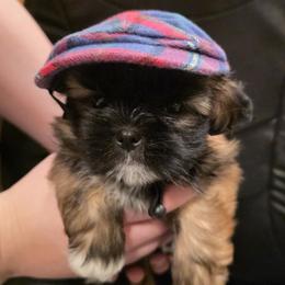Kai - Black gold and white male Shih Tzu puppy in Huntington Beach, California from Strictly Shih-Tzu