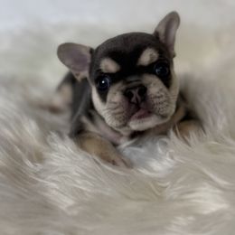 St. Brown - Tricolors male French Bulldog puppy in Sterling Heights, Michigan from Freshwater Frenchies