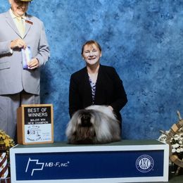 Jack - Pekingese