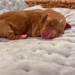 Tigress - Red  female Goldendoodle puppy in Rose Hill, North Carolina from Red Door Canines