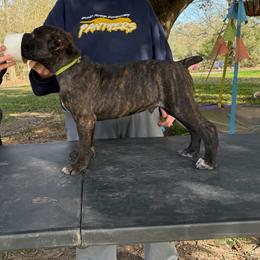 Green - Black brindle male Cane Corso puppy in Opelousas, Louisiana from Azelees Cane Corso