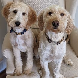 Goldendoodles from Birchmarr Doodles