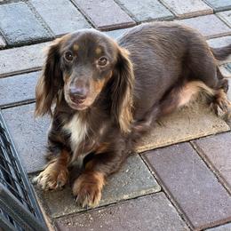Lola - Dachshund
