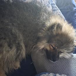 Noel - Cream sable male Pomeranian puppy in Sanford, Florida from Serena's Poms