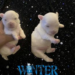 Yorkshire Terrier puppies from Melissa's Paw Impressions
