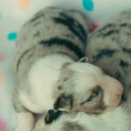 Blue M 2 - Blue merle male Australian Shepherd puppy in Cotati, California from Tried and True Aussies