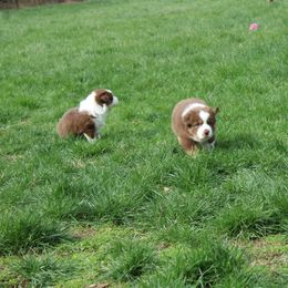 Australian Shepherd Puppies from Starlit Grove Australian Shepherds