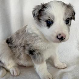FROST - Blue merle male Border Collie puppy in Conroe, Texas from Aloha Border Collies