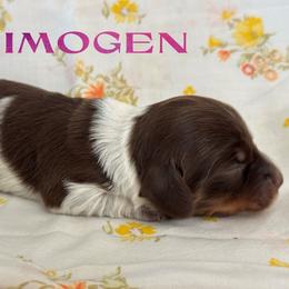 Imogen - Piebald female Dachshund puppy in Staley, North Carolina from Langley Farms Dachshunds