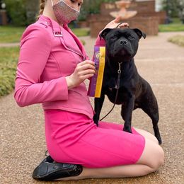 Staffordshire Bull Terrier All Grown Up from Theatric Staffords