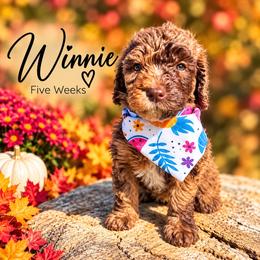 Winnie - Merle female Whoodle puppy in Knoxville, Tennessee from Fleury Farm Doodles TN