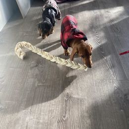 Dachshund Puppies from M & M Breeding