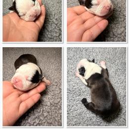 Boston Terrier Puppies from NW Boston Terriers