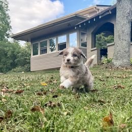 Aussiedoodle Puppies from Doodle Duo