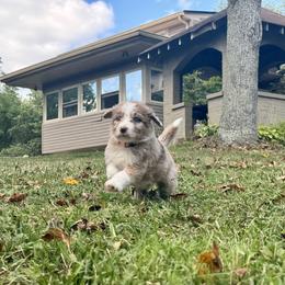 Aussiedoodle Puppies from Doodle Duo