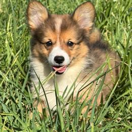 JCoop - Sable male Pembroke Welsh Corgi puppy in Benjamin, Utah from Nuna’s  Corgis