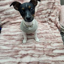 Parson Russell Terrier Puppies from Jumping Jack's Russell Terriers