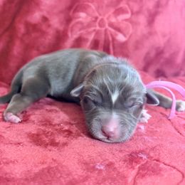 Brookie - Red tri-color female Australian Shepherd puppy in San Marcos, California from Faith Family Freedom Farm