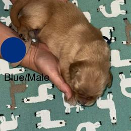 Riding out the storm - Dark golden male Golden Retriever puppy in Gainesville, Florida from Heart and Soul Dog Breeding, Inc.