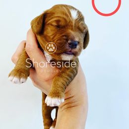 Girl 3 - Goldendoodle puppy in Morehead City, North Carolina from Shoreside Doodles