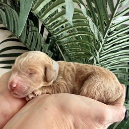 Grey Collar - Cream female Assorted Doodle Crosses puppy in Marysville, California from Dailey Doodles and Dachshunds