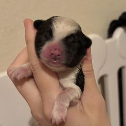 Bandit- Puff Boy - Black and white male Chinese Crested puppy in Tomball, Texas from Gracieux Chinese Cresteds