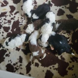 Pomeranian and Sheepadoodle Puppies from Fluffy Wonders Poms and Doodles