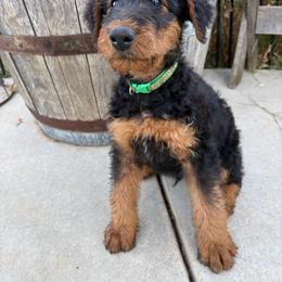 Green - Black and tan male Airedale Terrier puppy in Anderson, California from Airedales of Myriad Ranch