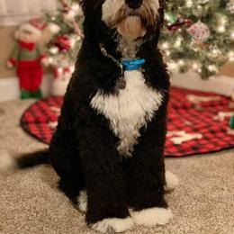 Bernedoodle All Grown Up from Backwoods Bernedoodles