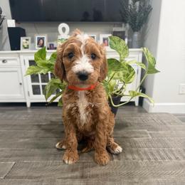 Orange - Apricot female Goldendoodle puppy in Bakersfield, California from Lavish Doodles