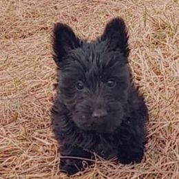 MAVIS $1999 - Black Scottish Terrier puppy in Mancelona, Michigan from Stefany Farm of Happiness