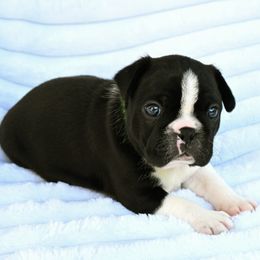 Blinky - Black and white male Boston Terrier puppy in Plymouth, New Hampshire from Punk Kennels