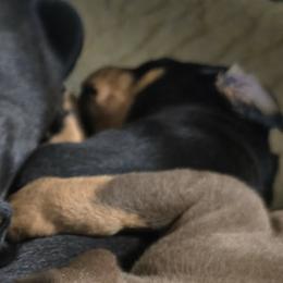 White collar black female - Black and rust female Doberman Pinscher puppy in Houston, Texas from Draggin Dobermans & Great Danes