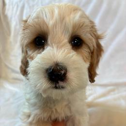 Sneezy - Brown and white male Cockapoo puppy in Adrian, Oregon from ApplebyFarm