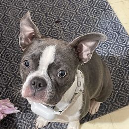 Sofhie - Boston Terrier