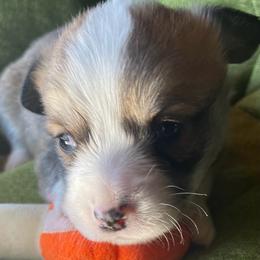Sam - Sable male Pembroke Welsh Corgi puppy in Adairsville, Georgia from R&R Corgis