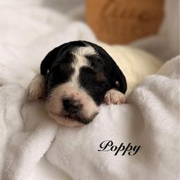 Girl 3 - Black and white female Bernedoodle puppy in Pottstown, Pennsylvania from Willow-Be Doodles