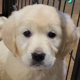 Fuji from the Apple of My Eye Litter, girl - Light golden female Golden Retriever puppy in Fithian, Illinois from LOMAH Retrievers