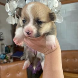 Jane - Red female Pembroke Welsh Corgi puppy in Delton, Michigan from CorGizmo